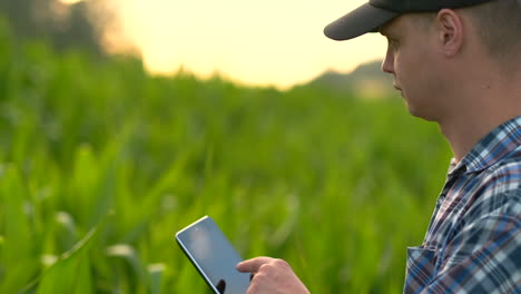 Primer-Plano:-Ingeniero-Agrónomo-De-Manos-Con-Una-Tableta-Inspecciona-Las-Plantas-En-Los-Campos-En-Una-Granja-Moderna-Al-Atardecer